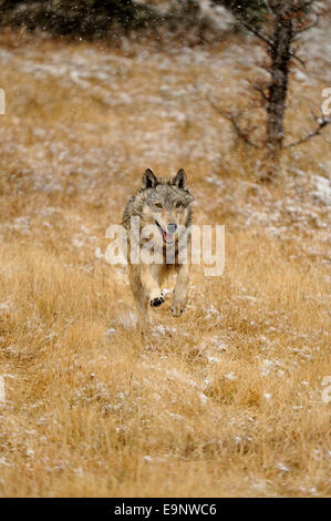Grauer Wolf (Canis Lupus) im späten Herbst Gebirgs-Lebensraum (Gefangenschaft angehoben Probe), Bozeman, Montana, USA Stockfoto