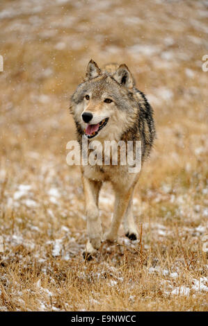 Grauer Wolf (Canis Lupus) im späten Herbst Gebirgs-Lebensraum (Gefangenschaft angehoben Probe), Bozeman, Montana, USA Stockfoto