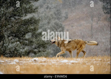 Grauer Wolf (Canis Lupus) im späten Herbst Gebirgs-Lebensraum (Gefangenschaft angehoben Probe), Bozeman, Montana, USA Stockfoto