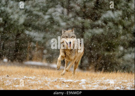Grauer Wolf (Canis Lupus) im späten Herbst Gebirgs-Lebensraum (Gefangenschaft angehoben Probe), Bozeman, Montana, USA Stockfoto