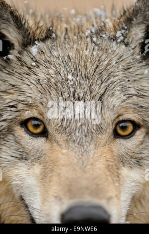 Grauer Wolf (Canis Lupus) im späten Herbst Gebirgs-Lebensraum (Gefangenschaft angehoben Probe), Bozeman, Montana, USA Stockfoto