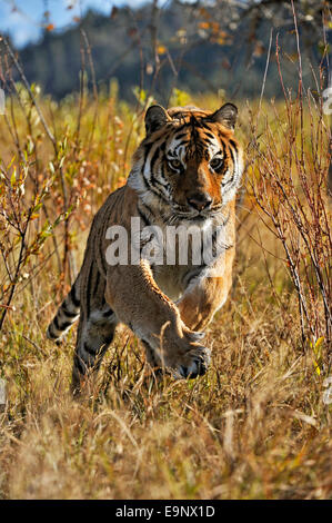 Sibirischer Tiger, Amur-Tiger (Panthera Tigris Altaica) in der Nähe von Stream Lebensraum (Gefangenschaft angehoben Probe), Bozeman, Montana, USA Stockfoto