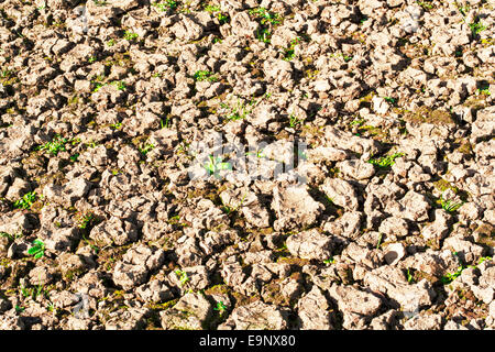 Ein Bild des ausgetrockneten trockenes Ackerland und fehlgeschlagene Ernte. Stockfoto