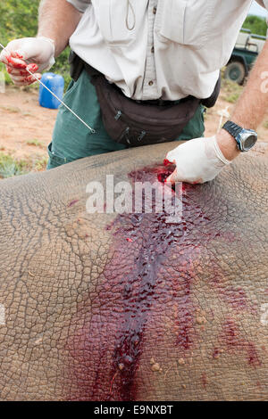 Mehr weiße Nashorn empfangen Chirurgie auf Flanke verletzt, Kwandwe private Game reserve, Eastern Cape, Südafrika Stockfoto