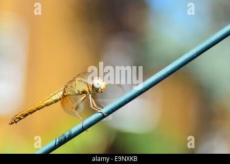 Libelle auf ein Kabel Stockfoto