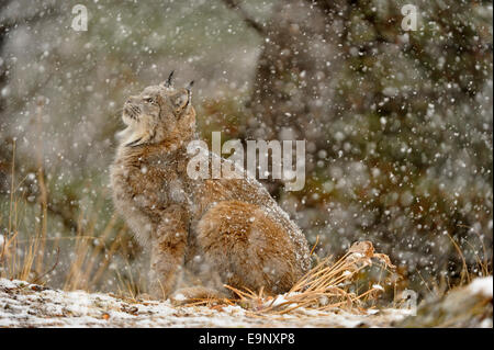 Kanadischer Luchs (Lynx Canadensis) im späten Herbst Gebirgs-Lebensraum (Gefangenschaft angehoben Probe), Bozeman, Montana, USA Stockfoto