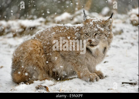 Kanadischer Luchs (Lynx Canadensis) im späten Herbst Gebirgs-Lebensraum (Gefangenschaft angehoben Probe), Bozeman, Montana, USA Stockfoto