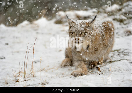 Kanadischer Luchs (Lynx Canadensis) im späten Herbst Gebirgs-Lebensraum (Gefangenschaft angehoben Probe), Bozeman, Montana, USA Stockfoto