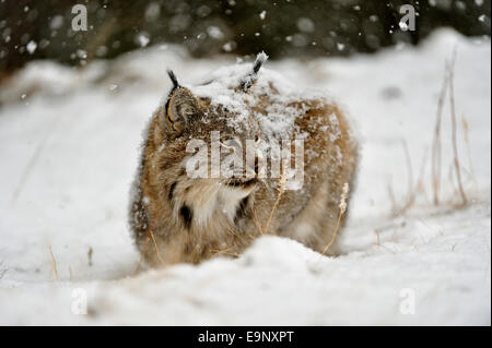 Kanadischer Luchs (Lynx Canadensis) im späten Herbst Gebirgs-Lebensraum (Gefangenschaft angehoben Probe), Bozeman, Montana, USA Stockfoto