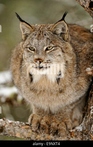 Kanadischer Luchs (Lynx Canadensis) im späten Herbst Gebirgs-Lebensraum (Gefangenschaft angehoben Probe), Bozeman, Montana, USA Stockfoto