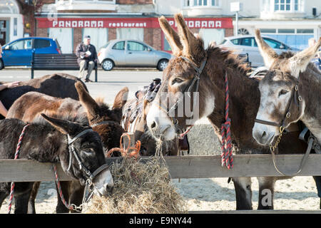 Esel Essen Heu auf Weymouth Strand Dorset UK Stockfoto