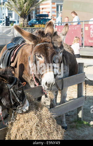 Esel Essen Heu auf Weymouth Strand Dorset UK Stockfoto