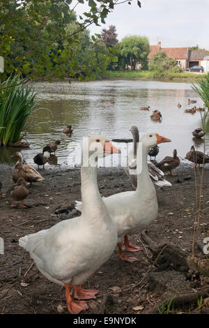 Federwild am Teich, Stanhoe, Norfolk, East Anglia, England Stockfoto