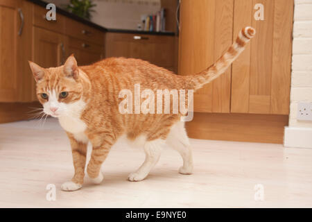 Ingwer-Katze zu Fuß rund um Küche mit Endstück Stockfoto