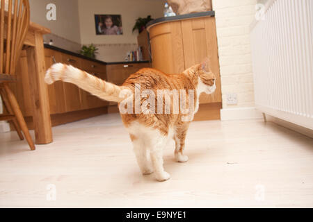 Ingwer-Katze zu Fuß rund um Küche mit Endstück Stockfoto