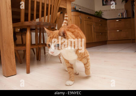 Ingwer-Katze zu Fuß rund um Küche mit Endstück Stockfoto