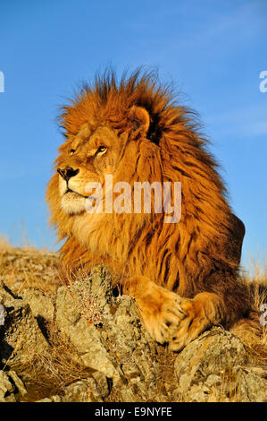 Afrikanischer Löwe (Panthera Leo) Barbary Löwen in freier Wildbahn ausgerottet (Gefangenschaft angehoben Probe), Bozeman, Montana, USA Stockfoto