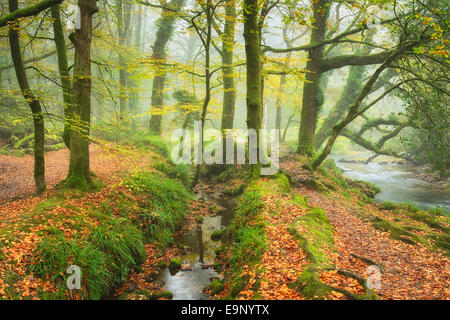 Herbstlichen Wälder an den Ufern des Flusses Fowey bei Golitha fällt auf Bodmin Moor in Cornwall Stockfoto