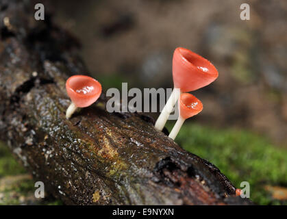 Champagner Pilz im Regenwald, Thailand Stockfoto