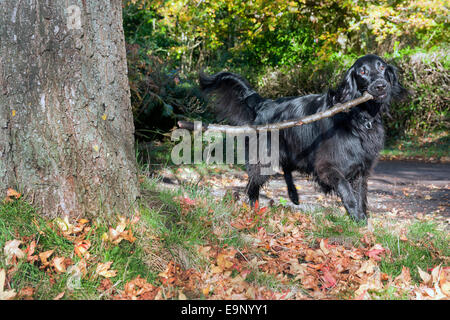flache beschichtete schwarzer Retriever mit Stick auf Herbsttag Stockfoto