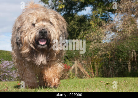 Irish Soft coated Wheaten Terrier im Garten laufen Stockfoto