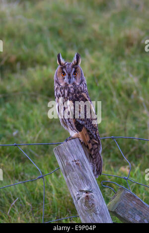Waldohreule (Asio Otus), Zaunpfahl, Mainland, Shetland gehockt Stockfoto