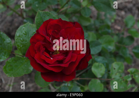 Zweig der Schönheit duftende samtige rote rose Stockfoto