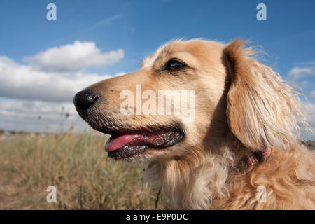 Dackel Hund, männlichen Erwachsenen, Seitenprofil gegen blauen Himmel, England, UK Stockfoto