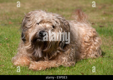 Irish Soft coated Wheaten Terrier, Erwachsener Hund, liegen n Garten Stockfoto