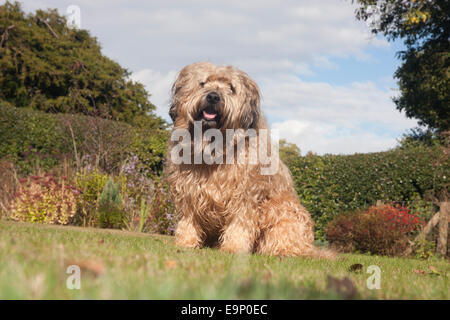 Irish Soft coated Wheaten Terrier im Garten Stockfoto