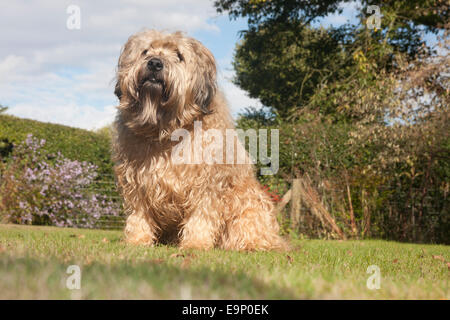 Irish Soft coated Wheaten Terrier im Garten Stockfoto