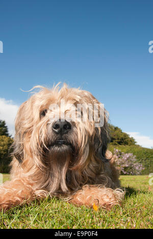 Irish Soft coated Wheaten Terrier im Garten Stockfoto