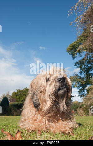 Irish Soft coated Wheaten Terrier im Garten Stockfoto