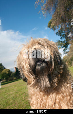 Irish Soft coated Wheaten Terrier im Garten Stockfoto