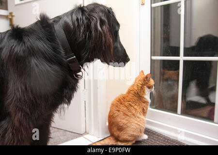 Junger schwarz beschichteter Retriever-Hund und ausgewachsener Ingwertomkatze warten zusammen an der Tür Stockfoto