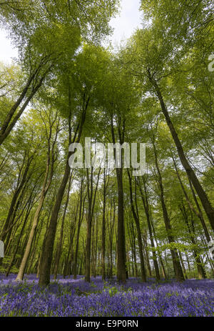 Glockenblumen in voller Blüte in Dodsley Wood nahe Osten Stratton in Hampshire, England, UK Stockfoto