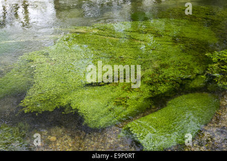 Fluss-Unkraut in den Fluss Itchen in New Alresford, Hampshire, England, UK Stockfoto