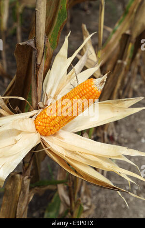 Getreide auf dem Halm im Feld, Thailand Stockfoto