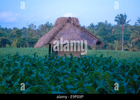 Tabak-Feld und Bambus-Hütte in Lombok, Indonesien Stockfoto