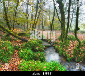 Ein Bergbach gewundenen Weg durch neblige Bäume am Golitha fällt auf Bodmin Moor in Cornwall Stockfoto