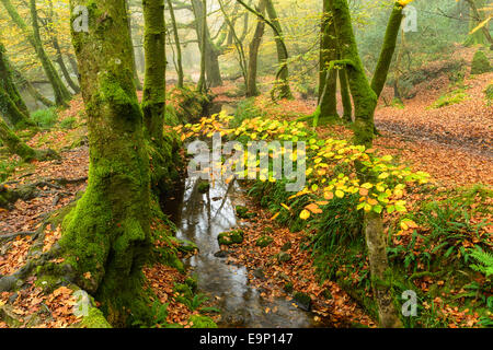 Ein Strom fließt durch den Herbst Wald entlang des Flusses Fowey bei Golitha fällt auf Bodmin Moor in Cornwall Stockfoto