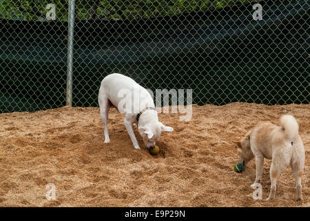 New York, NY Mai 2009 - Hunde spielen mit Bällen in Georgs Hund laufen im Washington Square Park Stockfoto