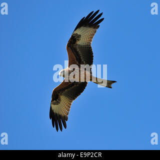 Rotmilan (Milvus milvus) Raubvogel hochfliegende auf thermik inBarton Hills National Nature Reserve, Bedfordshire, England Stockfoto