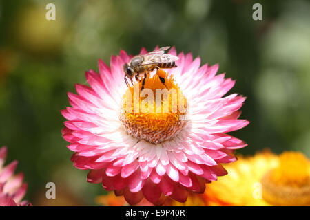 Nahaufnahme von rosa Strawflower und Biene Stockfoto