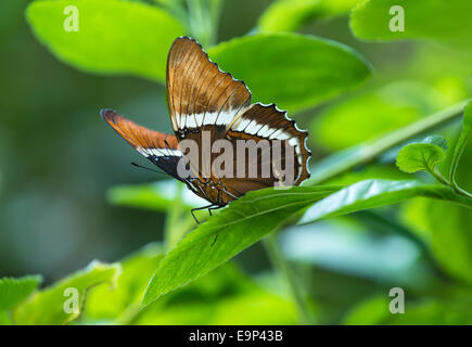 Rusty-bestückte Seite Schmetterling (Siproeta Epaphus) thront auf einem Blatt Stockfoto