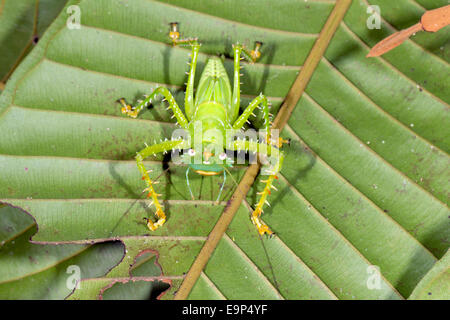 Thorny Devil (Panacanthus Cuspidatus) in den Regenwald Unterwuchs in der Nacht, Ecuador Stockfoto