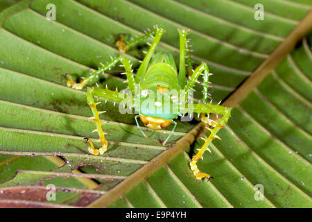 Thorny Devil (Panacanthus Cuspidatus) in den Regenwald Unterwuchs in der Nacht, Ecuador Stockfoto