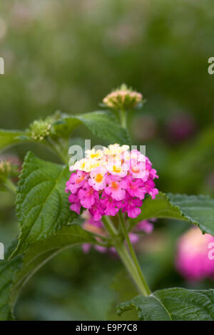 Lantana Camara 'Feston Rose' blüht. Stockfoto