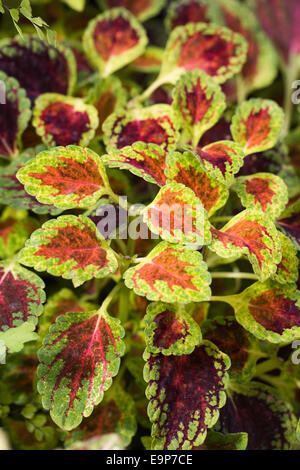 Solenostemon 'Roter Zwerg' Stockfoto