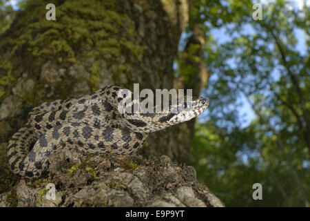 Vier-gezeichnete Schlange (bieten Quatuorlineata) junge, zusammengerollt auf Flaum-Eiche (Quercus Pubescens) Stamm, Kroatien, April Stockfoto